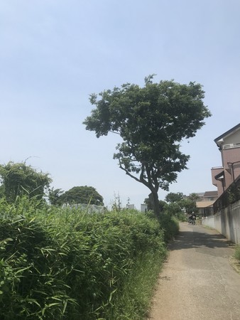 f:id:sumita-m:20210608121202j:image