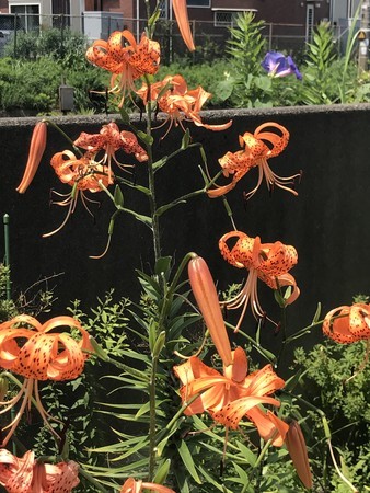 f:id:sumita-m:20210719104847j:image