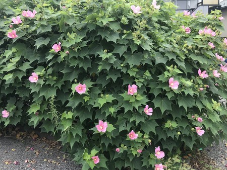 f:id:sumita-m:20210807111644j:image