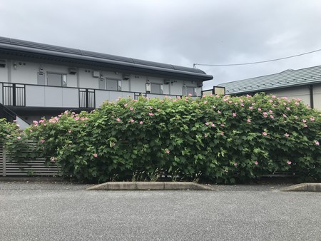 f:id:sumita-m:20210807111659j:image