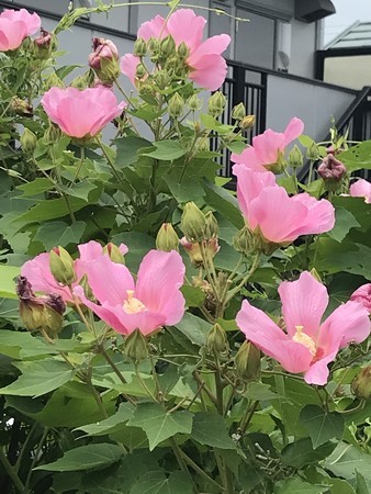 f:id:sumita-m:20210807111714j:image