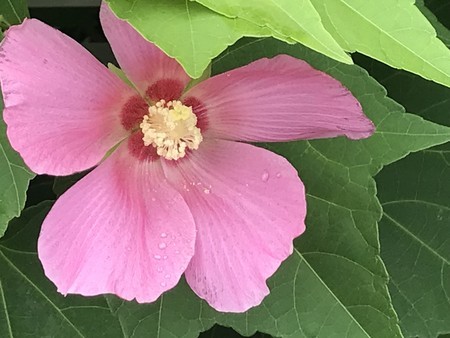 f:id:sumita-m:20210807111722j:image