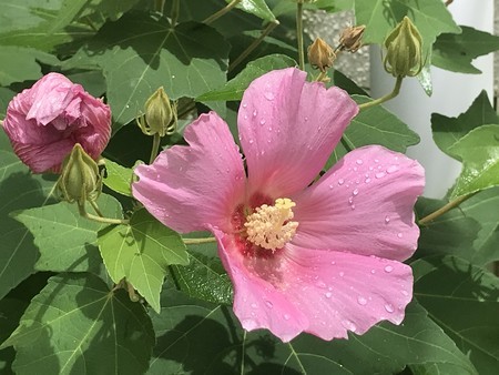 f:id:sumita-m:20210807120652j:image