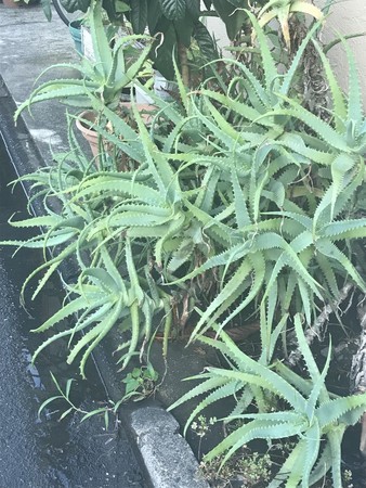 f:id:sumita-m:20210817173729j:image