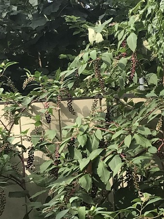 f:id:sumita-m:20210825153441j:image