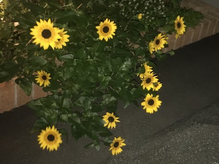 f:id:sumita-m:20210920181900j:image