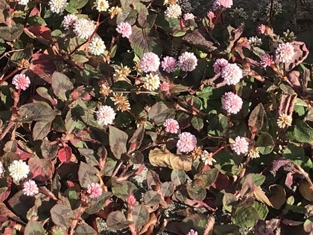 f:id:sumita-m:20211229110753j:image