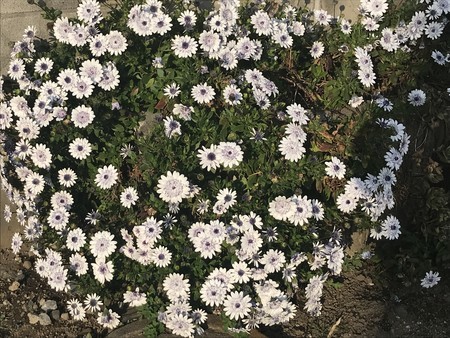 f:id:sumita-m:20220408162259j:image