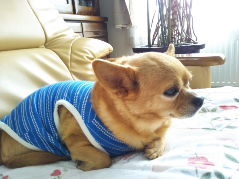 f:id:sumiyo42:20180617124043j:image:w250