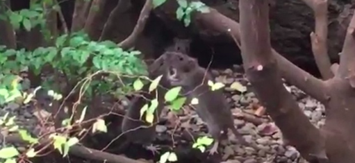 貴重な動画 ハチ公前で ねずみ がガチ相撲する映像が奇跡的に撮影され話題に ネズミ相撲 話題のニュース