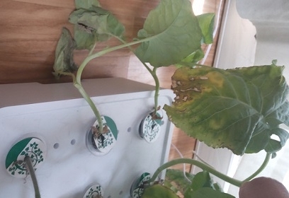 水耕栽培キット