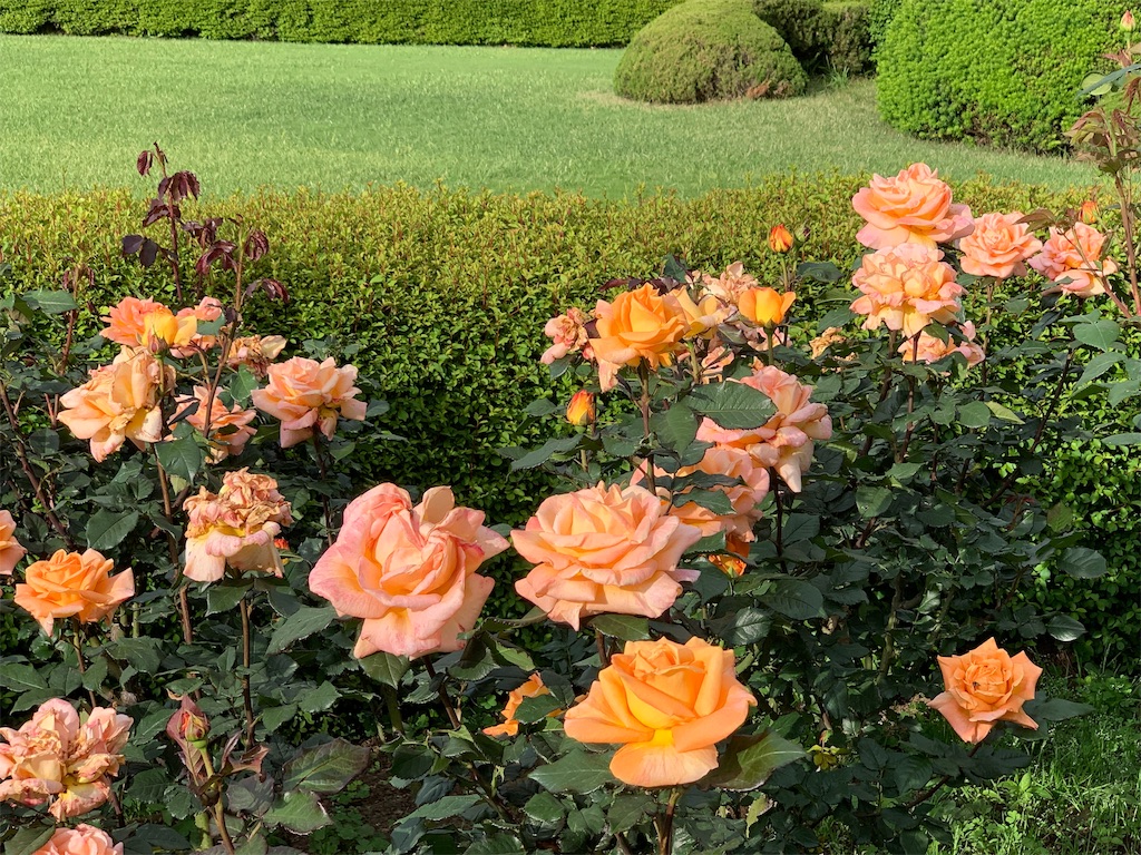 f:id:summer_resort:20190507234419j:image f:id:summer_resort:20190507234419j:image