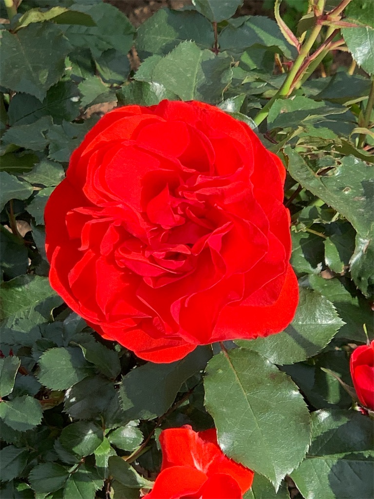 f:id:summer_resort:20190507234443j:image f:id:summer_resort:20190507234443j:image