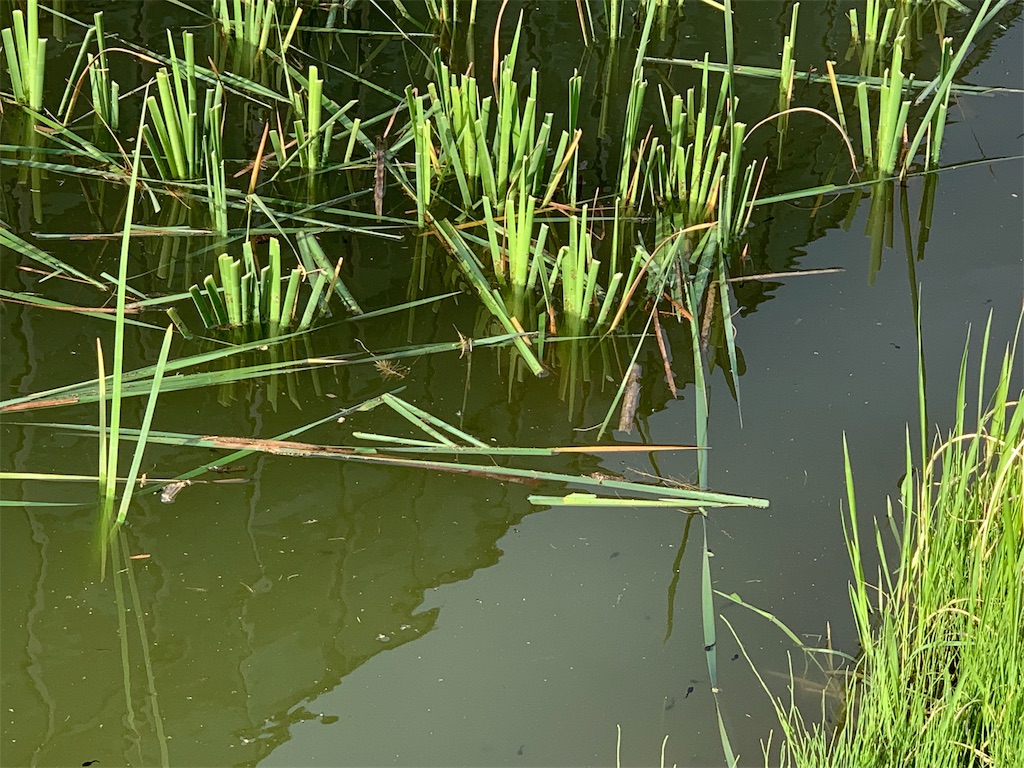f:id:summer_resort:20190507234617j:image f:id:summer_resort:20190507234617j:image
