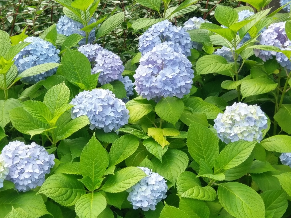 f:id:summerplus64:20180602145950j:plain