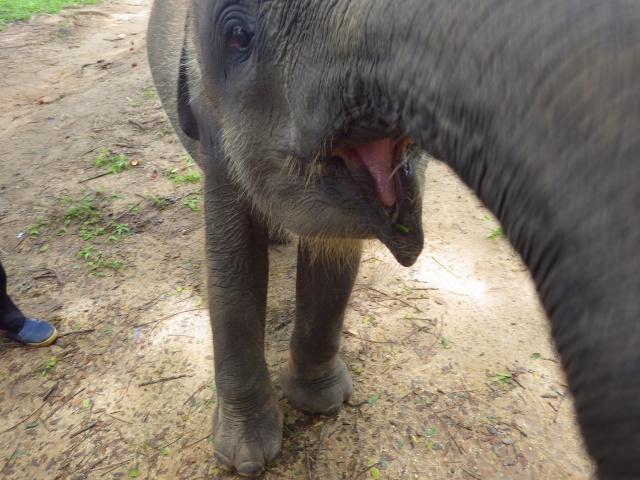 バンダル・ランプンの象