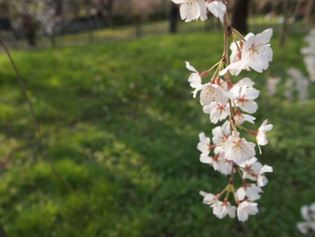 f:id:sumomoiro:20110403155532j:image