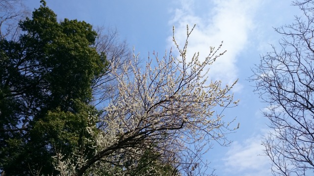 f:id:sumomomomoko:20160308122408j:plain