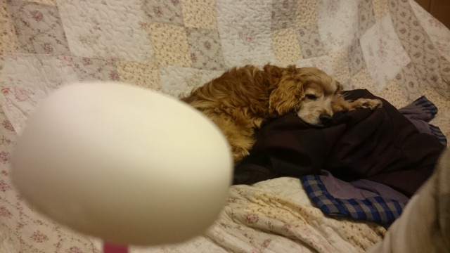 f:id:sumomomomoko:20160309150211j:plain f:id:sumomomomoko:20160309150211j:plain