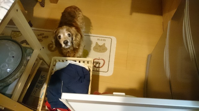 f:id:sumomomomoko:20160331175542j:plain f:id:sumomomomoko:20160331175542j:plain