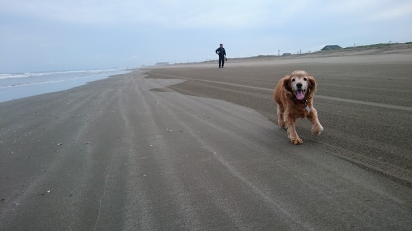 f:id:sumomomomoko:20160607134111j:plain f:id:sumomomomoko:20160607134111j:plain