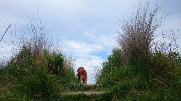 f:id:sumomomomoko:20160607134115j:plain f:id:sumomomomoko:20160607134115j:plain