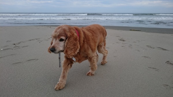 f:id:sumomomomoko:20160607134133j:plain f:id:sumomomomoko:20160607134133j:plain