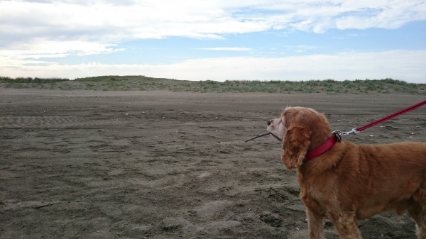 f:id:sumomomomoko:20160607134142j:plain f:id:sumomomomoko:20160607134142j:plain