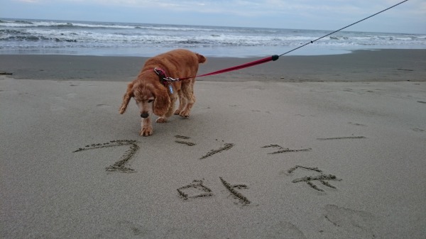 f:id:sumomomomoko:20160607134149j:plain f:id:sumomomomoko:20160607134149j:plain