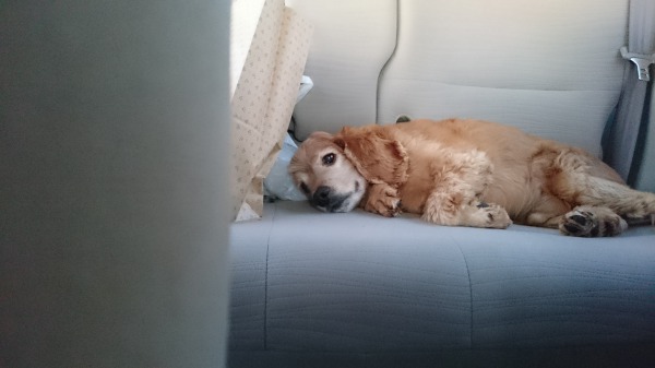 f:id:sumomomomoko:20160607134719j:plain f:id:sumomomomoko:20160607134719j:plain