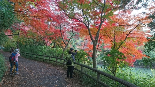 f:id:sumomomomoko:20161129185945j:plain f:id:sumomomomoko:20161129185945j:plain