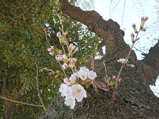 f:id:sumomomomoko:20170330140645j:plain f:id:sumomomomoko:20170330140645j:plain