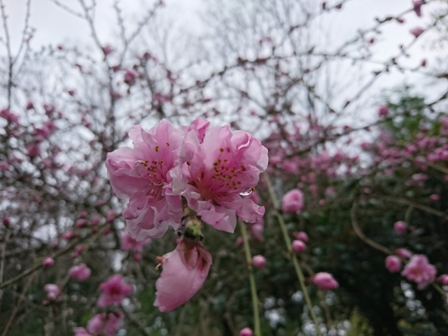 f:id:sumomomomoko:20170401230549j:plain
