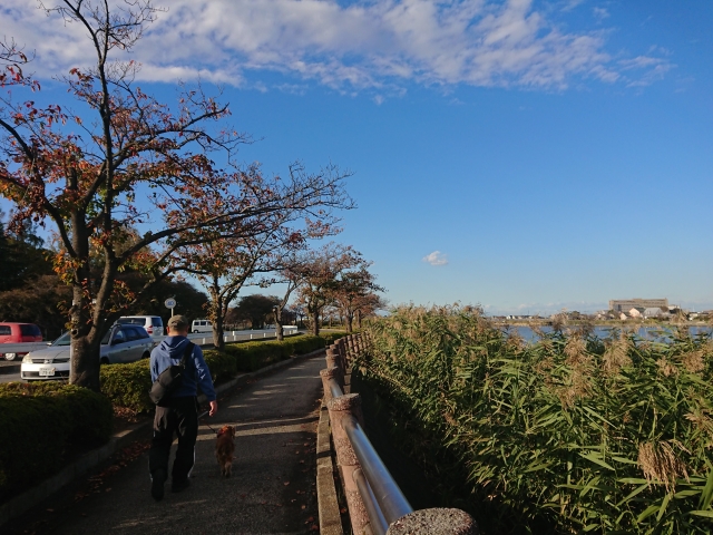 f:id:sumomomomoko:20181104214456j:plain
