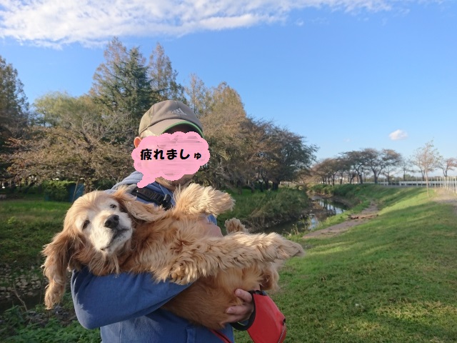 f:id:sumomomomoko:20181104214502j:plain