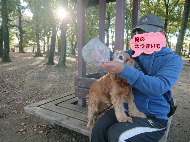 f:id:sumomomomoko:20181104214513j:plain