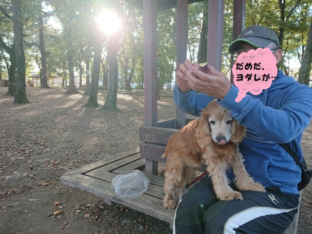f:id:sumomomomoko:20181104214519j:plain