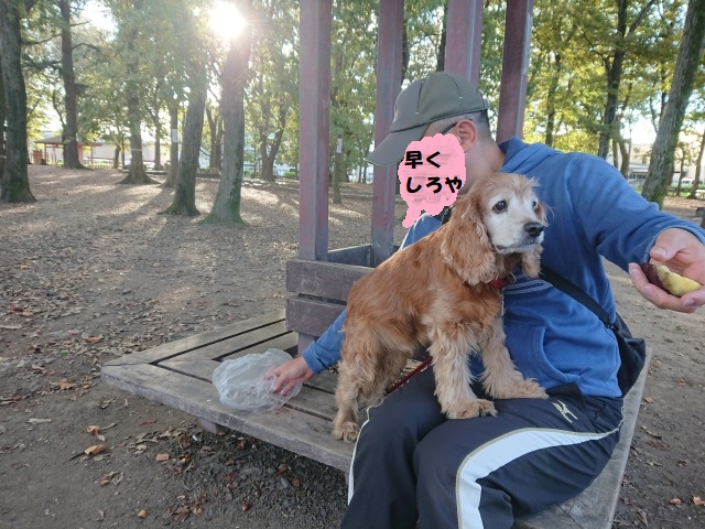 f:id:sumomomomoko:20181104214522j:plain