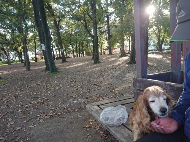 f:id:sumomomomoko:20181104214525j:plain