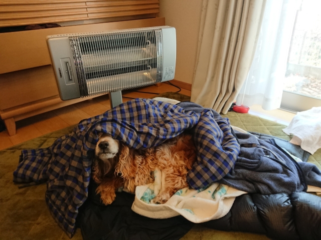 f:id:sumomomomoko:20190106224743j:plain