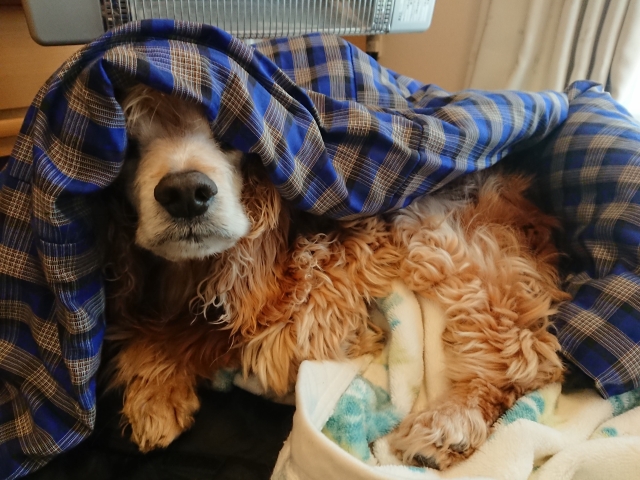 f:id:sumomomomoko:20190106224746j:plain