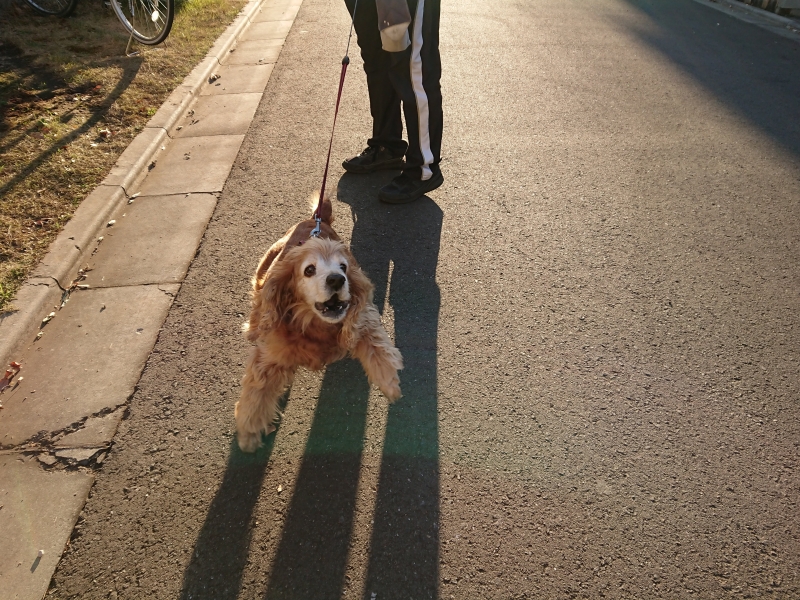 f:id:sumomomomoko:20190108232751j:plain