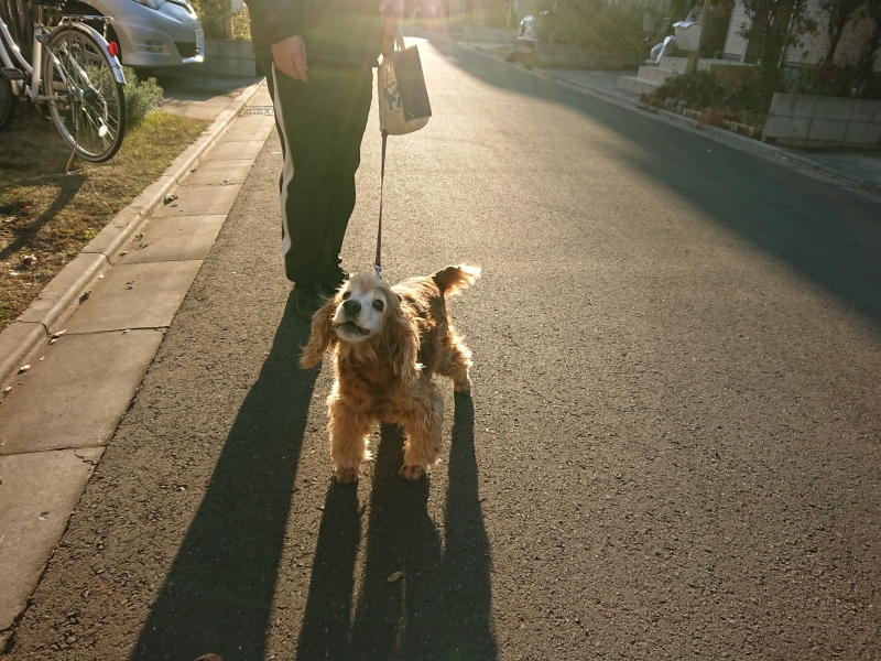 f:id:sumomomomoko:20190108232754j:plain