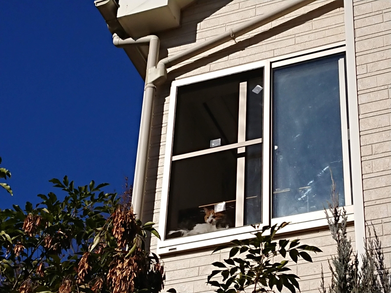 f:id:sumomomomoko:20190108232804j:plain