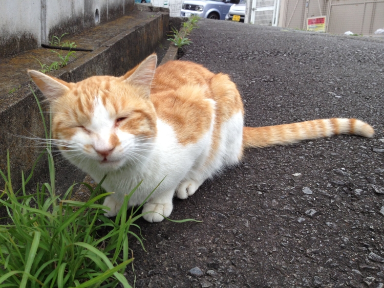 f:id:sumomomomoko:20190627005120j:plain