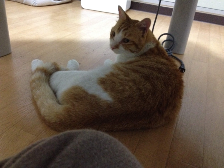 f:id:sumomomomoko:20190627005144j:plain