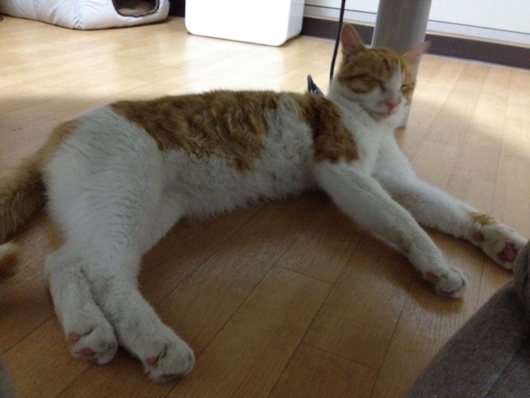 f:id:sumomomomoko:20190627005148j:plain