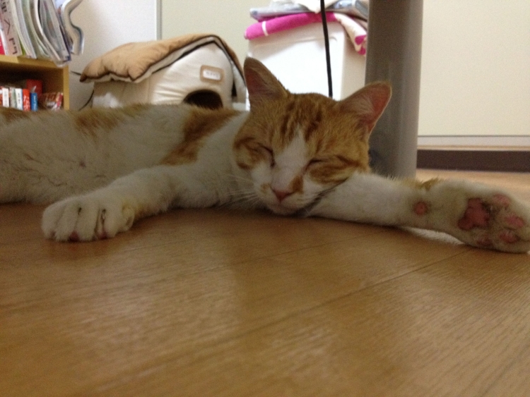 f:id:sumomomomoko:20190627005152j:plain