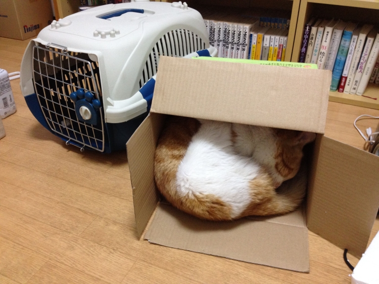 f:id:sumomomomoko:20190627005157j:plain