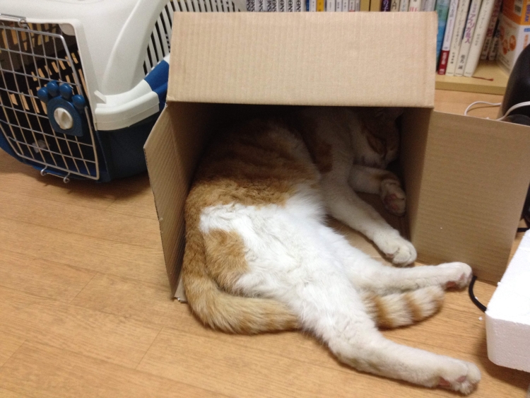 f:id:sumomomomoko:20190627005159j:plain